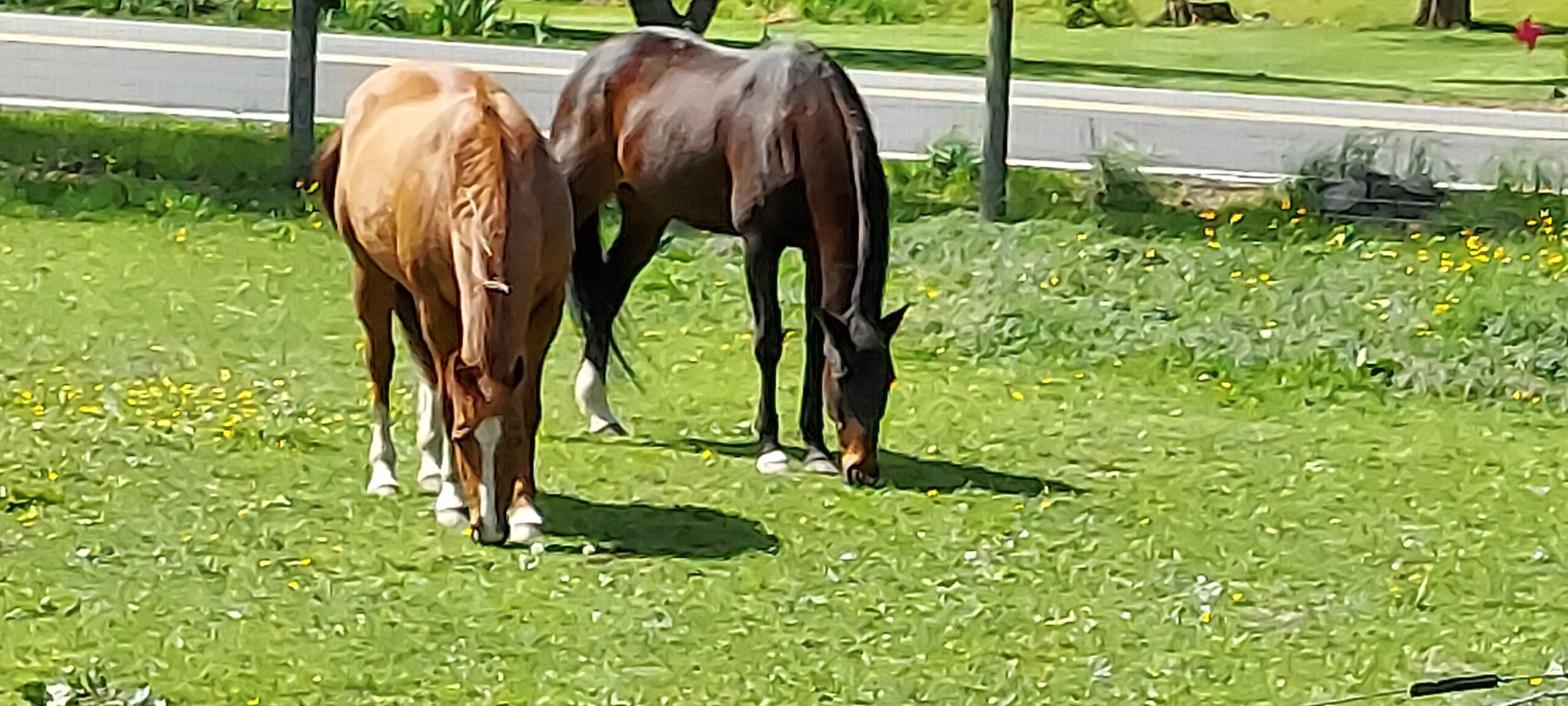 Feeding the Senior Horse - Jim the Feed Guy