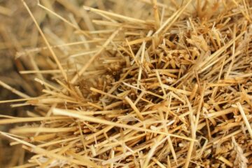 brown dried grass in close up photography