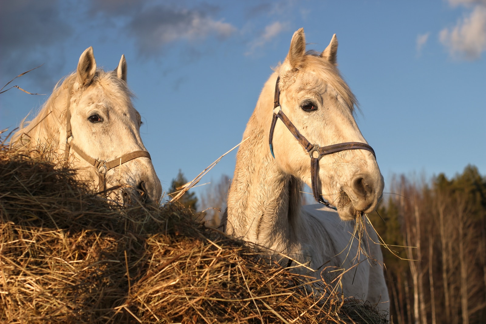 white horse on brown dried grass field during daytime