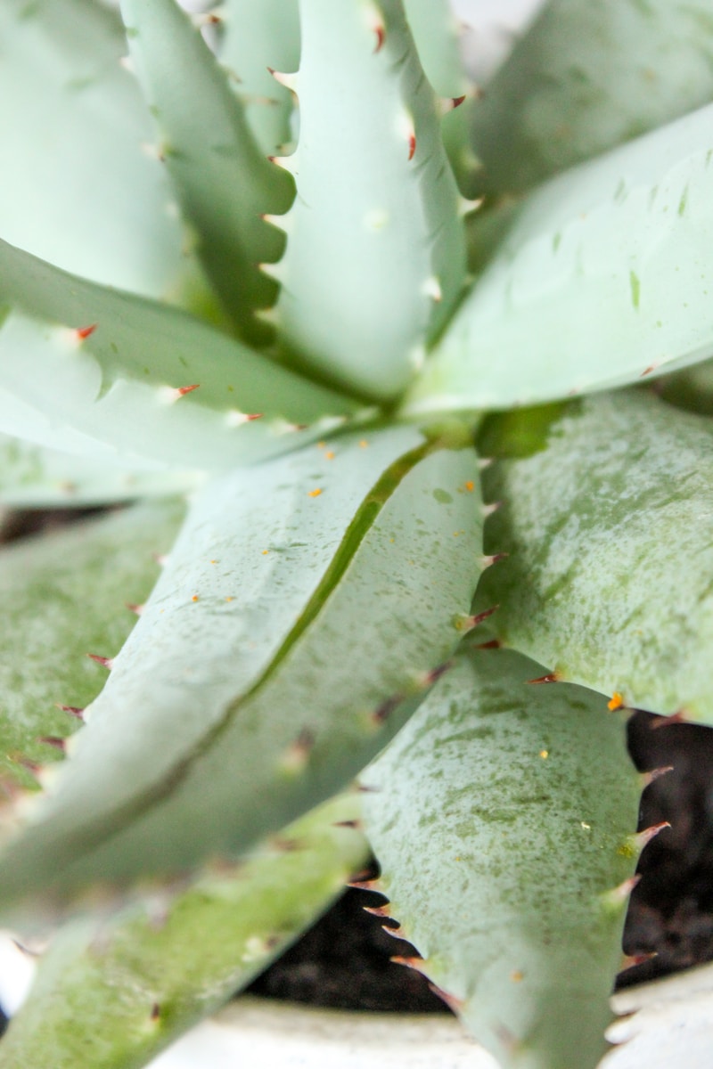 green aloe Vera plant