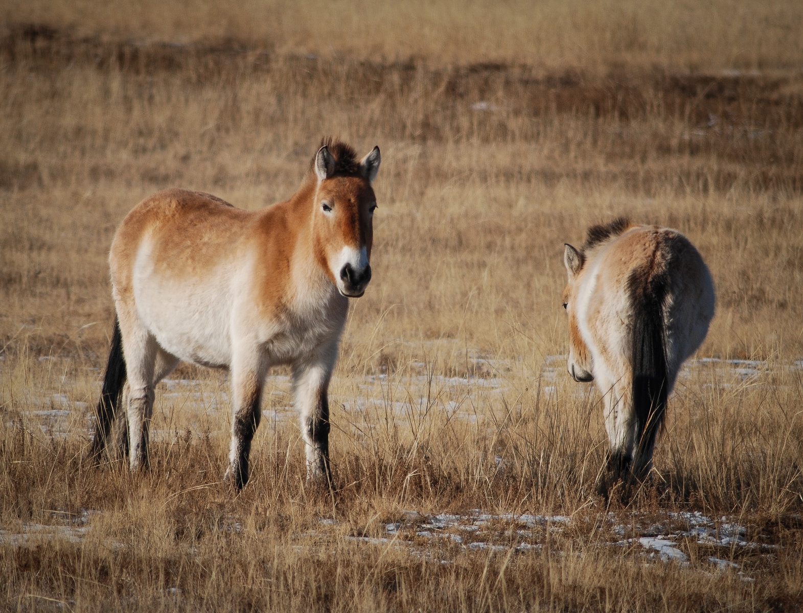 brown and white horse on brown grass field during daytime